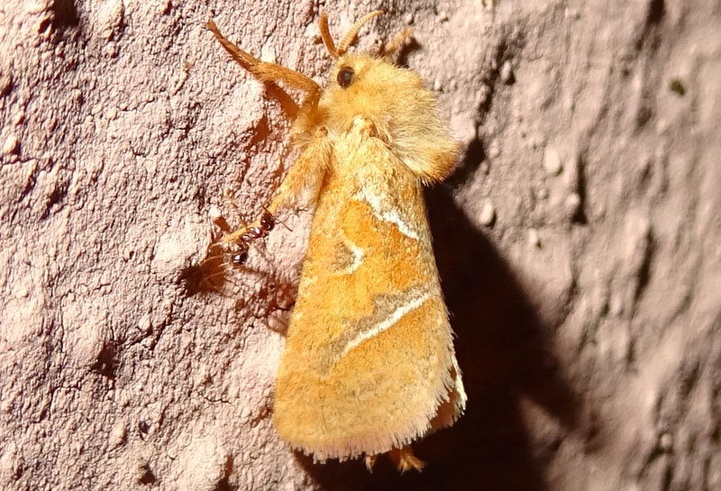 tutte 3, stessa Specie ?...s�: Triodia sylvina - Hepialidae